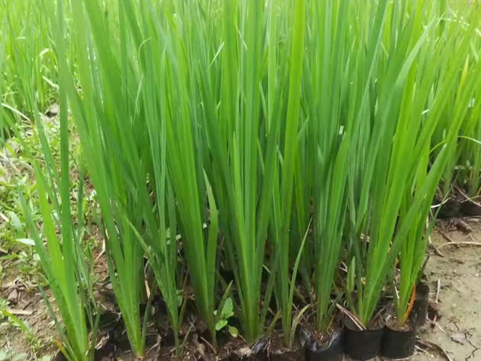 盆栽鸢尾